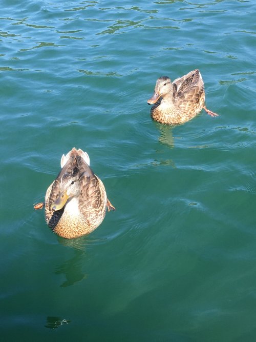 ducks